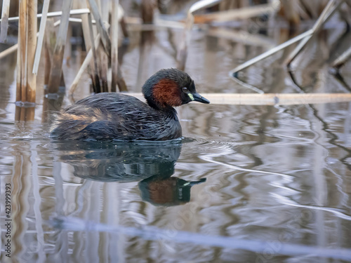 Little grebe in breeding plumage - Tachybaptus ruficollis