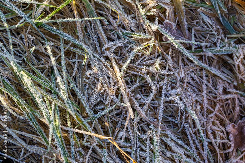 Morning Frost on the Dry Grass