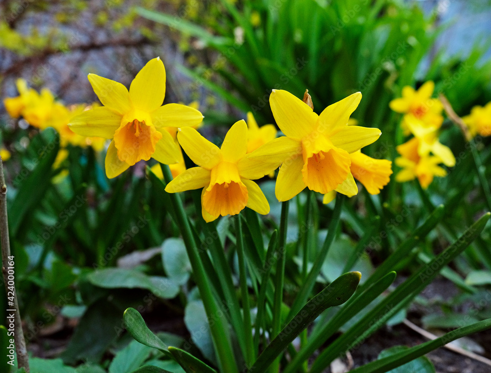 Yellow daffodils in the garden Yellow daffodils in the garden