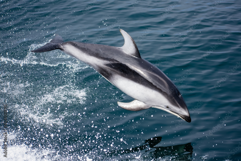 Fototapeta premium Pacific White-sided Dolphin leaping out of the ocean 