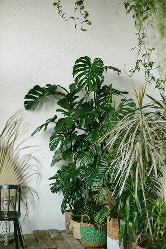 
Film photograph with grain of monstera leaves shot close-up on a white background. Tropical plant in a pot.
