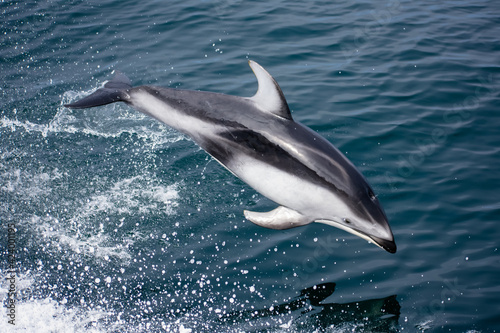 Pacific White-sided Dolphin leaping out of the ocean 