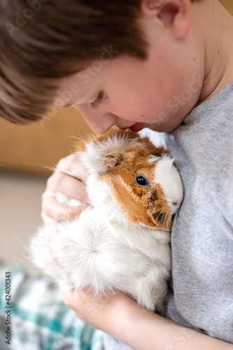 boy hugs a guinea pig on his shoulder. child plays with the pet at home. Pet care. Soft focus