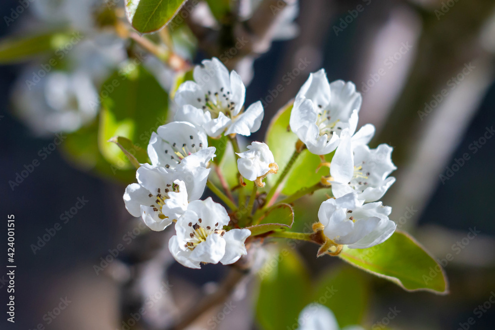 White petals of pear flowers in Organic garden , blooming flowers in spring ,  pear tree flowering ,Gardening in European.