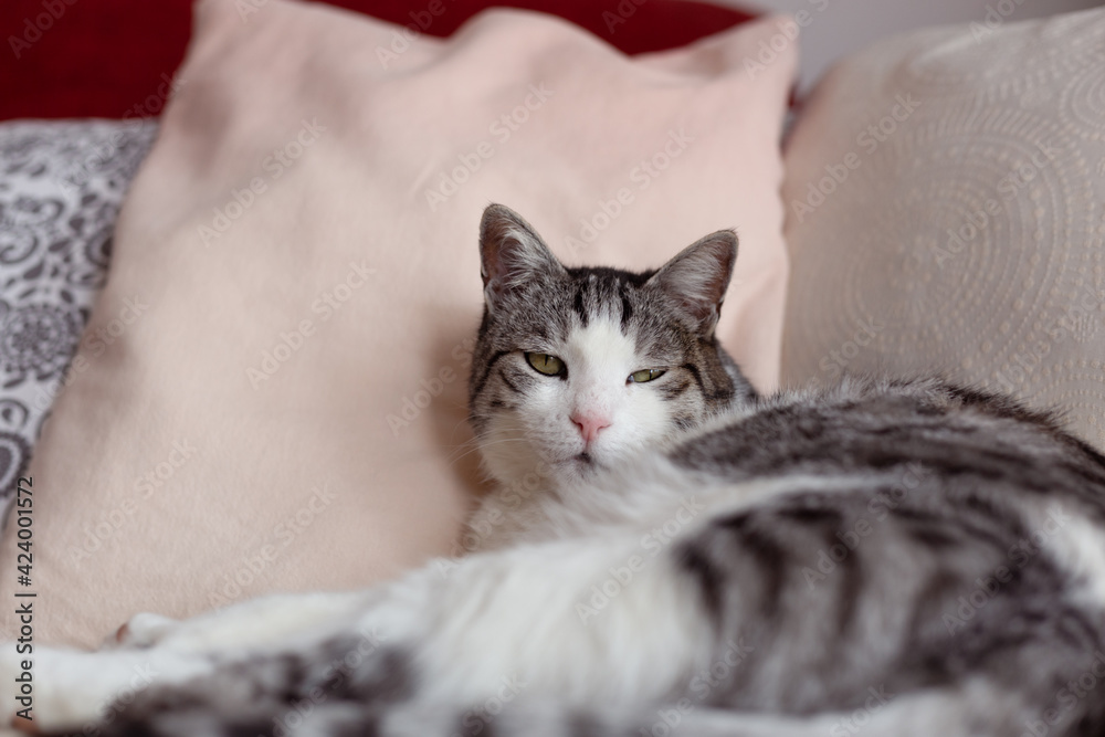 Beautiful cat cozy curled among pillows. Pet resting indoors. Beautiful cat cozy curled among pillows. Pet resting indoors.
