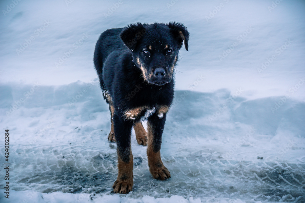 Naklejka premium Little black wanderer