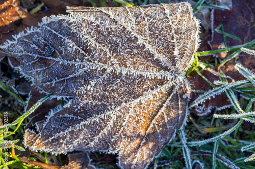 Morning Frost on dry Leaf