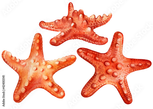 Starfish on an isolated white background, watercolor illustration