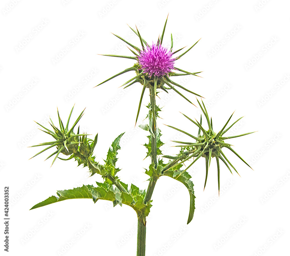 Flowering Spear Thistle (Cirsium vulgare) Flowering Spear Thistle (Cirsium vulgare)