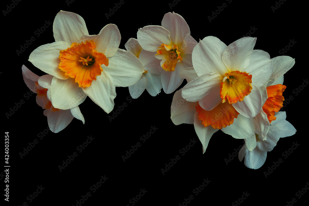 Fototapeta premium Daffodil
