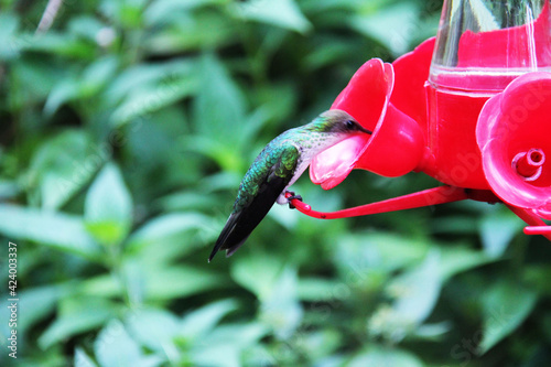 Jamaica Hummingbird among leaves tries to drink water © Svetlana