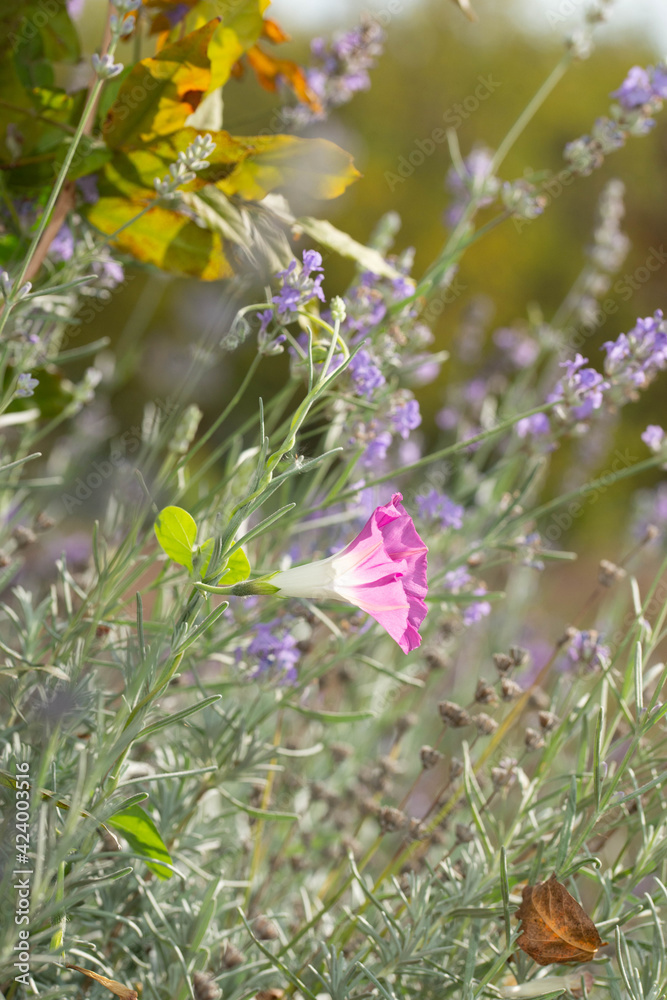 pink flower in a summer meadow