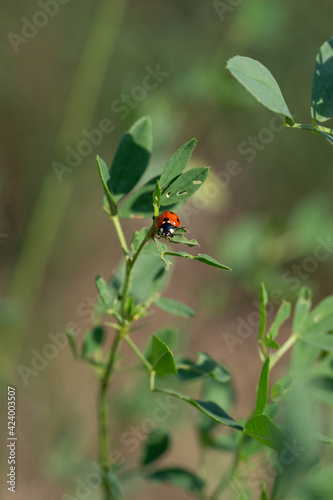 ladybug