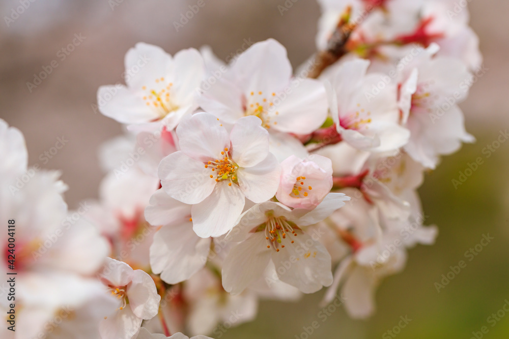 満開の桜