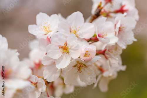 満開の桜 © isanagraph