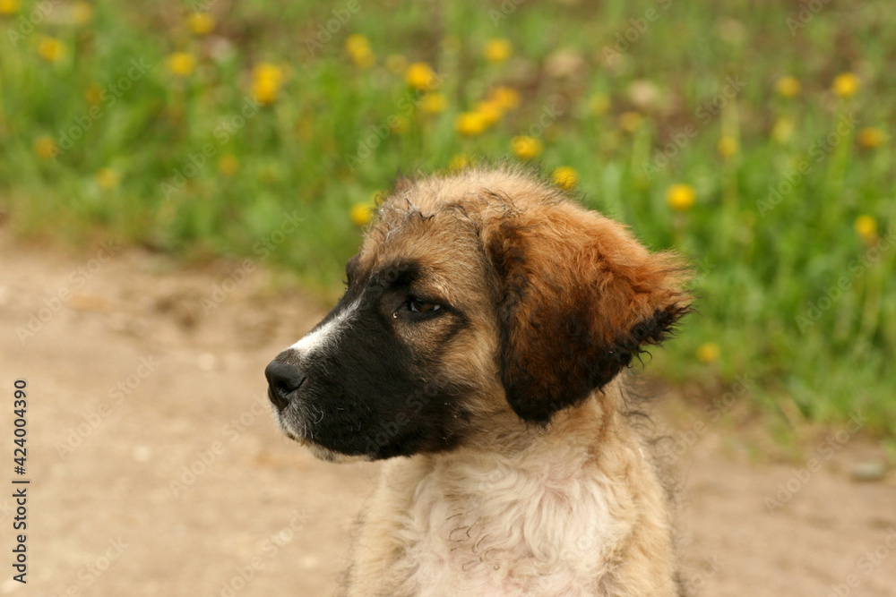 Small puppy on the farm Small puppy on the farm