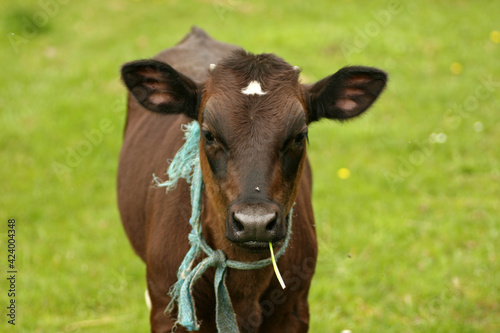 Young calf in a meadow