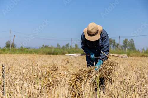 farmer work. rice seedlings are ready for planting with soft-focus and over light in the background © memorystockphoto