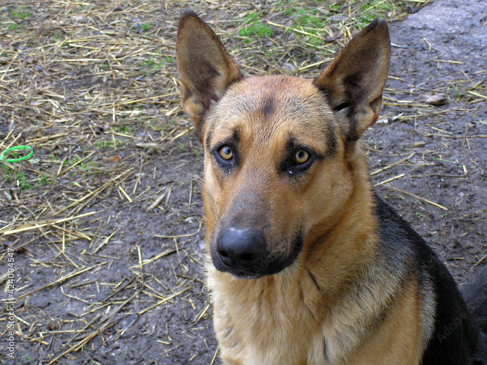 Portrait of german shepherd dog