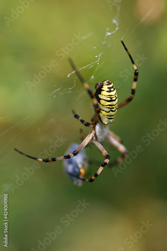 Wasp spider on the web