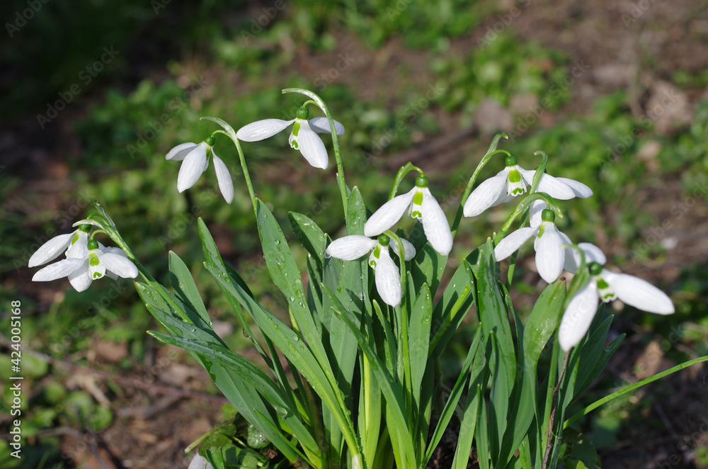 White snowdrops on a background of forest grass. White snowdrops on a background of forest grass.