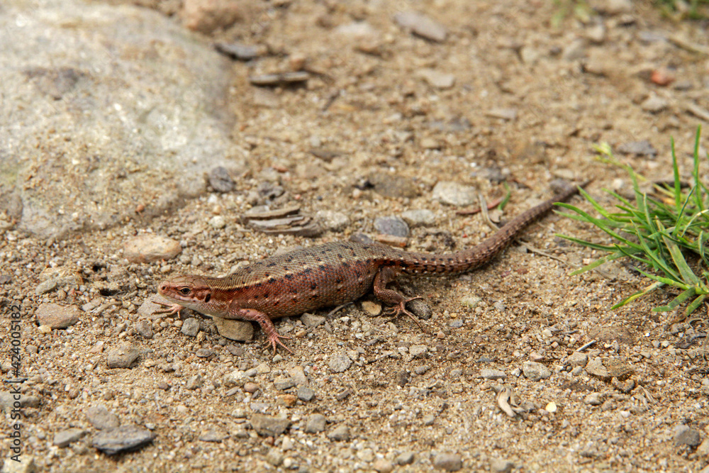 Pregnant Viviparous lizard (Zootoca vivipara) on the ground Pregnant Viviparous lizard (Zootoca vivipara) on the ground