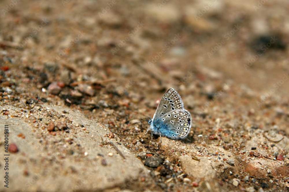 Common blue butterfly in the forest Common blue butterfly in the forest