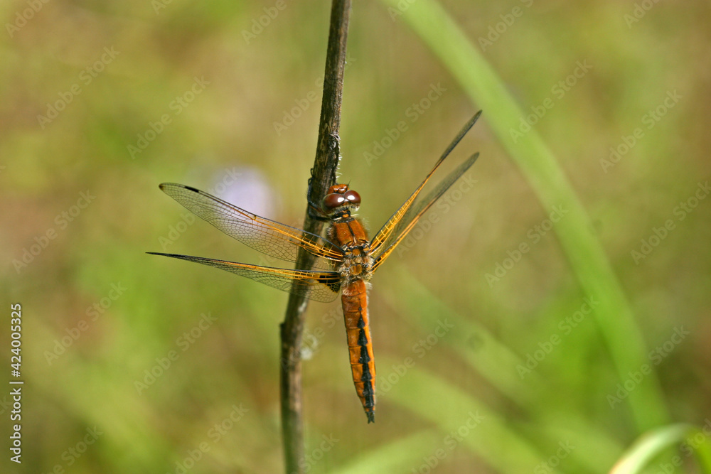 Scarce chaser - dragonfly on a leaf Scarce chaser - dragonfly on a leaf