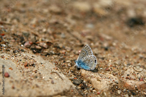 Common blue butterfly in the forest