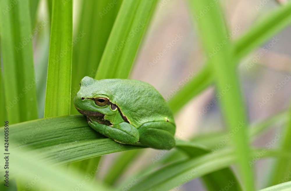 European tree frog in the grass European tree frog in the grass