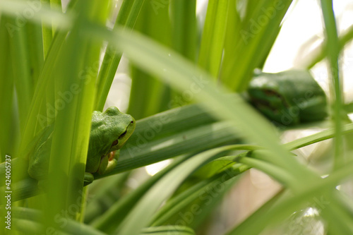 European tree frog in the grass