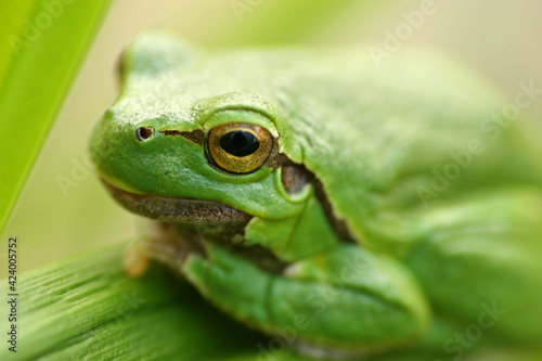 European tree frog in the grass