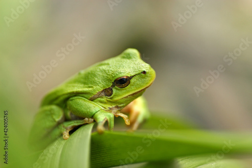 European tree frog in the grass
