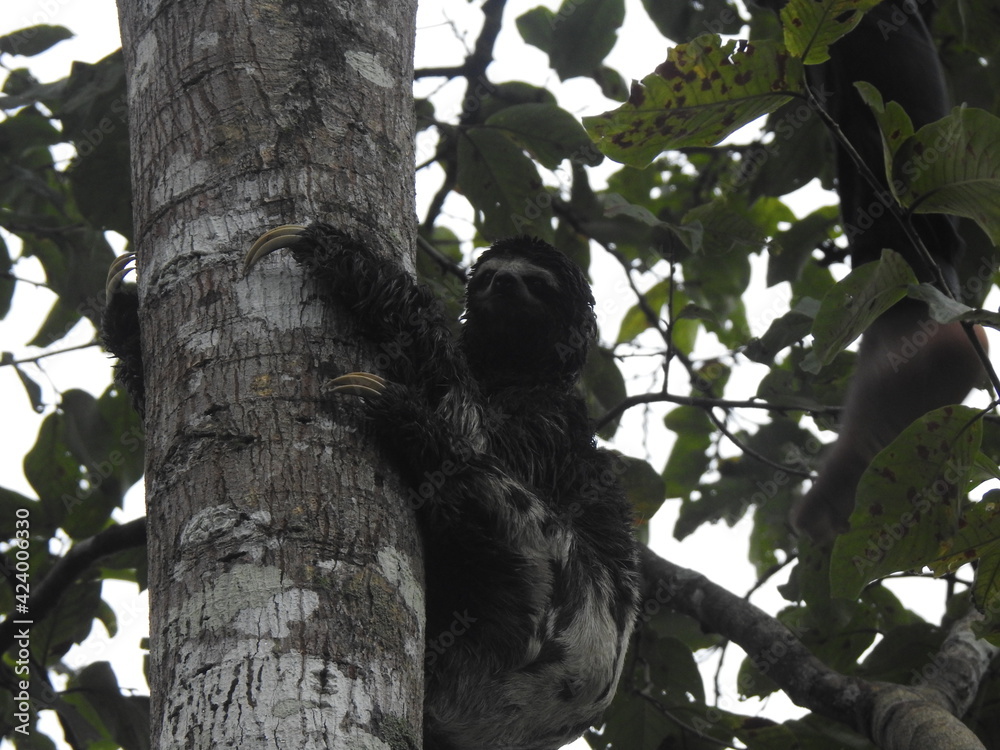 Fototapeta premium slot on tree Peruvian amazon
