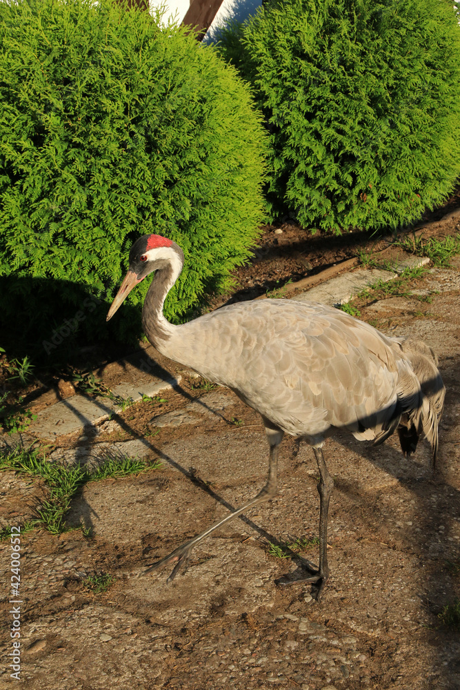 Fototapeta premium Crowned crane in the park