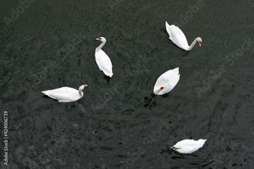 Whte swans on the river