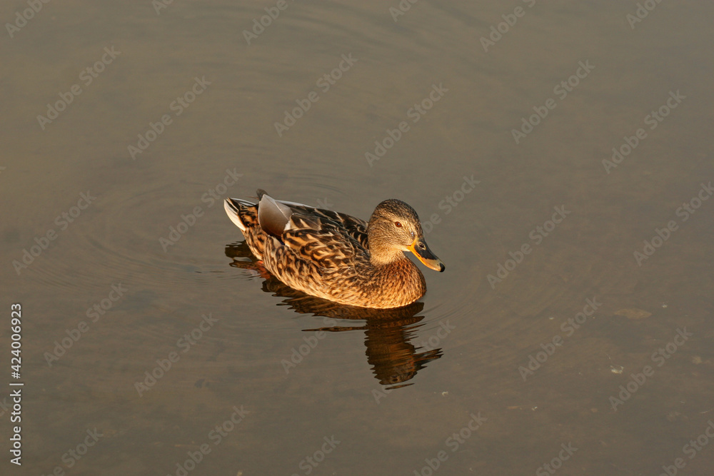 Wild mallard in the pond Wild mallard in the pond