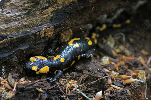 Wild fire salamander in the mountains