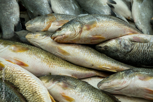 Fresh fish on Akko market. Akko(Acre), Israel. 