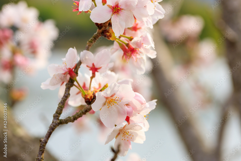 満開の桜と池 満開の桜と池