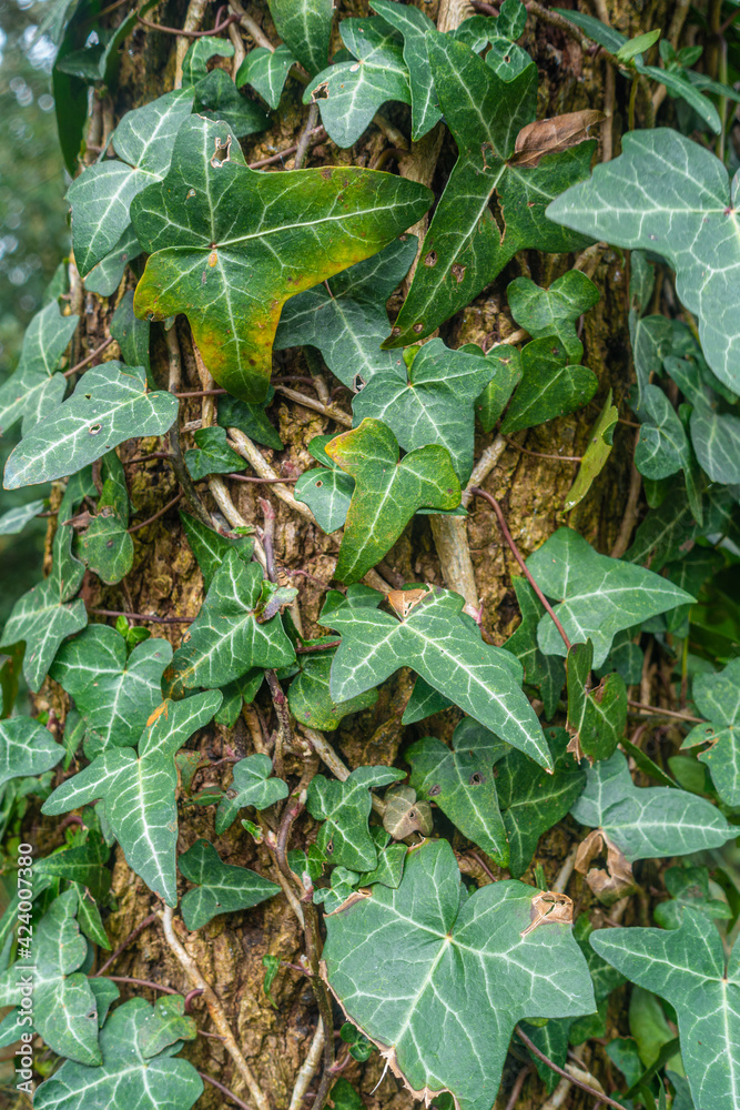 Obraz premium Close up view of Hedera Helix or common Ivy growing up a tree trunk, a rampant evergreen vine.