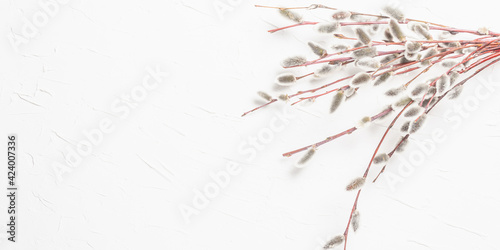 Sprig of willow on white plaster texture wall