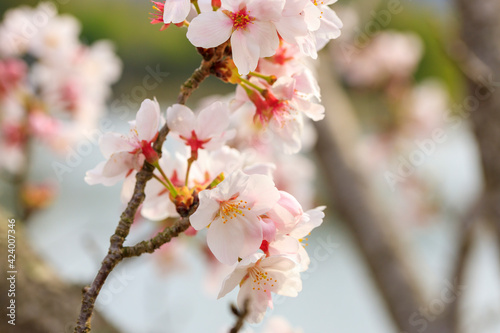 満開の桜と池