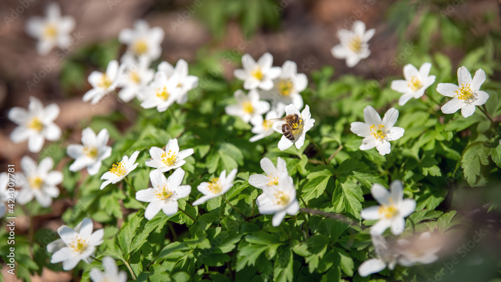 Buschwindröschen - erste Nahrung für Bienen im Frühjahr - Waldblumen- Anemone nemorosa Buschwindröschen - erste Nahrung für Bienen im Frühjahr - Waldblumen- Anemone nemorosa