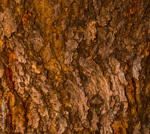 Obraz na płótnie wood texture detail w salonie