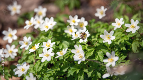 Buschwindr  schen - erste Nahrung f  r Bienen im Fr  hjahr - Waldblumen- Anemone nemorosa