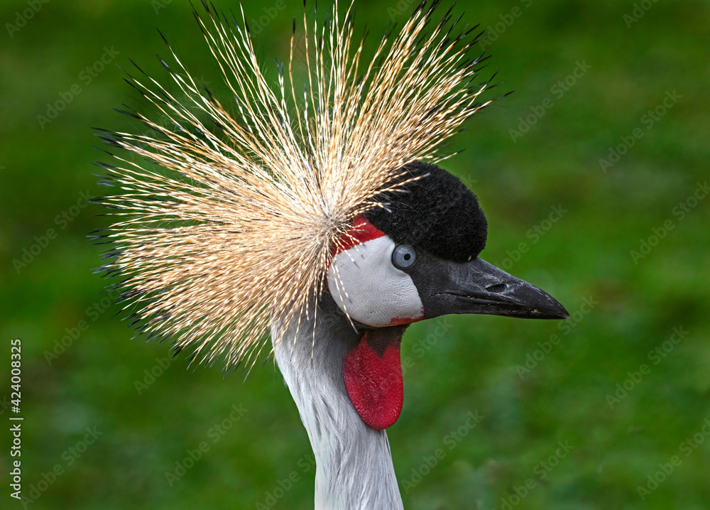 Fototapeta premium Black crowned crane`s head. Latin name - Balearica pavonina