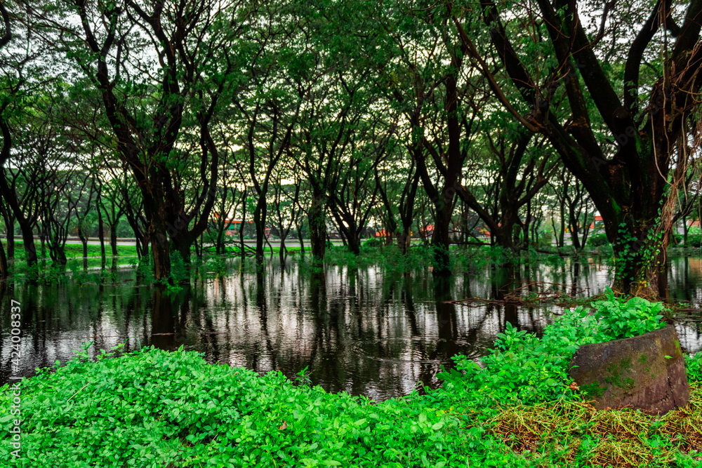 Green swamp during the day