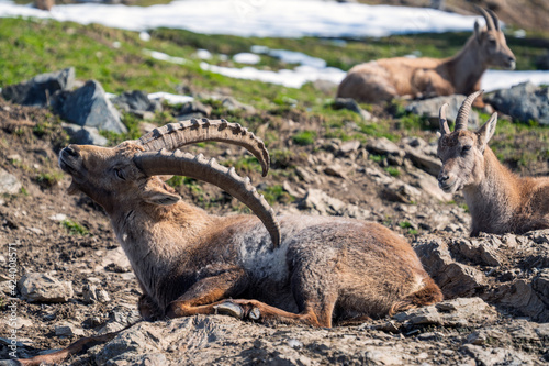 a young ibex buck, king of the alps  lying on a rock in spring on a sunny day with ibex females in the background