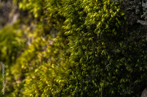 luscious green bright moss wall, spring day